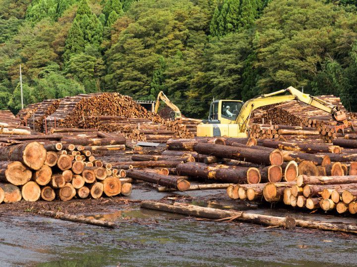 The Advantages of Using Rough Sawn Lumber for Outdoor Projects